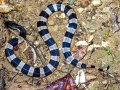Belcher's Sea Snake
