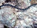Belcher's Sea Snake