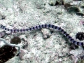 Belcher's Sea Snake