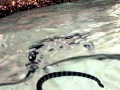 Belcher's Sea Snake