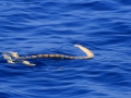 Belcher's Sea Snake