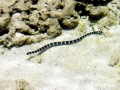 Belcher's Sea Snake