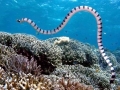 Belcher's Sea Snake