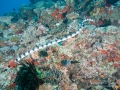 Belcher's Sea Snake