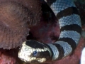 Belcher's Sea Snake