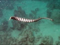 Belcher's Sea Snake