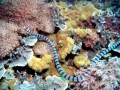Belcher's Sea Snake