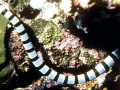 Belcher's Sea Snake