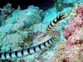 Belcher's Sea Snake