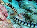 Belcher's Sea Snake