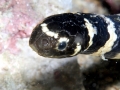 Belcher's Sea Snake