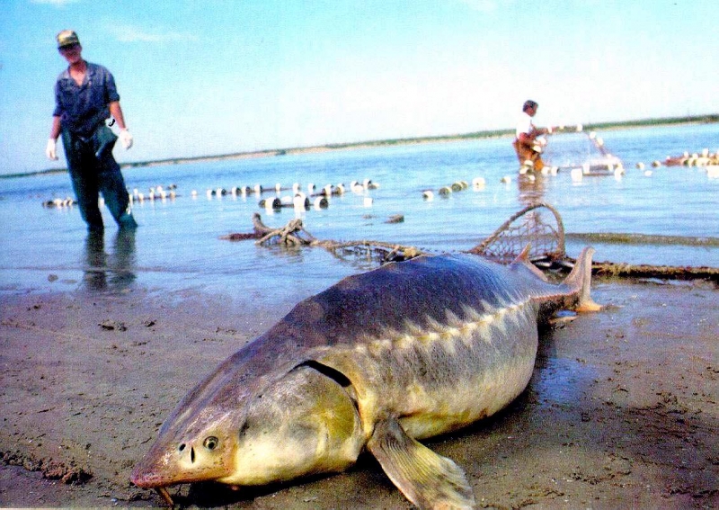 Beluga Sturgeon
