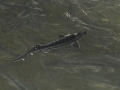 Beluga Sturgeon