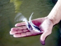Beluga Sturgeon