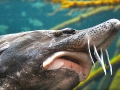 Beluga Sturgeon