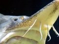 Beluga Sturgeon