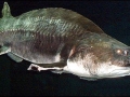 Beluga Sturgeon