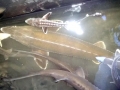 Beluga Sturgeon