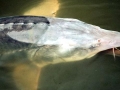 Beluga Sturgeon