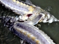 Beluga Sturgeon