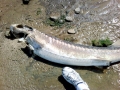 Beluga Sturgeon