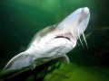 Beluga Sturgeon