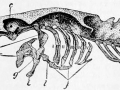 Beluga Sturgeon