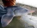 Beluga Sturgeon