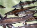 Beluga Sturgeon