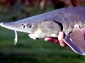 Beluga Sturgeon