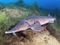 Beluga Sturgeon
