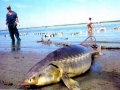 Beluga Sturgeon