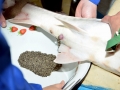 Beluga Sturgeon