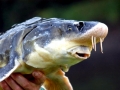 Beluga Sturgeon