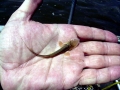 Beluga Sturgeon