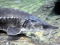 Beluga Sturgeon