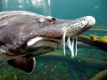 Beluga Sturgeon