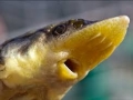Beluga Sturgeon