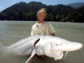 Beluga Sturgeon