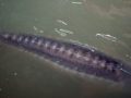 Beluga Sturgeon