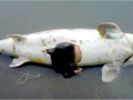 Beluga Sturgeon