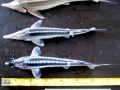 Beluga Sturgeon