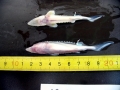 Beluga Sturgeon