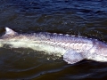 Beluga Sturgeon