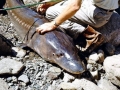 Beluga Sturgeon