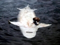 Beluga Sturgeon
