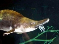 Beluga Sturgeon