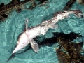 Beluga Sturgeon