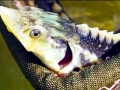 Beluga Sturgeon