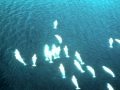 Beluga Whale